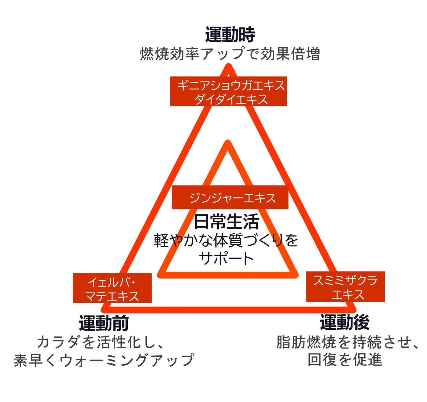 燃|ギニアショウガで運動燃焼サポート