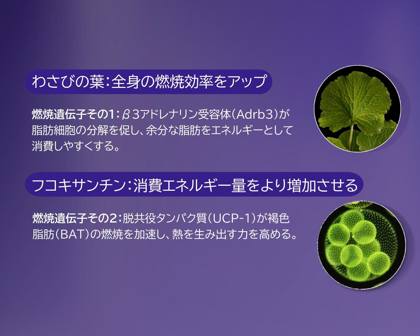 燃｜わさびの葉で夜間燃焼サポート